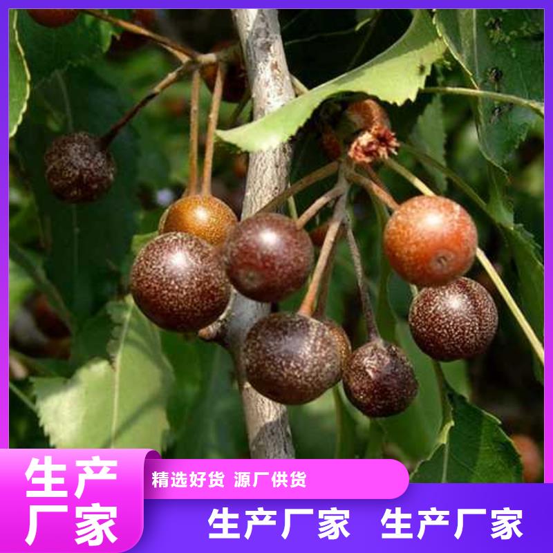 杜梨山桃苗厂家直销