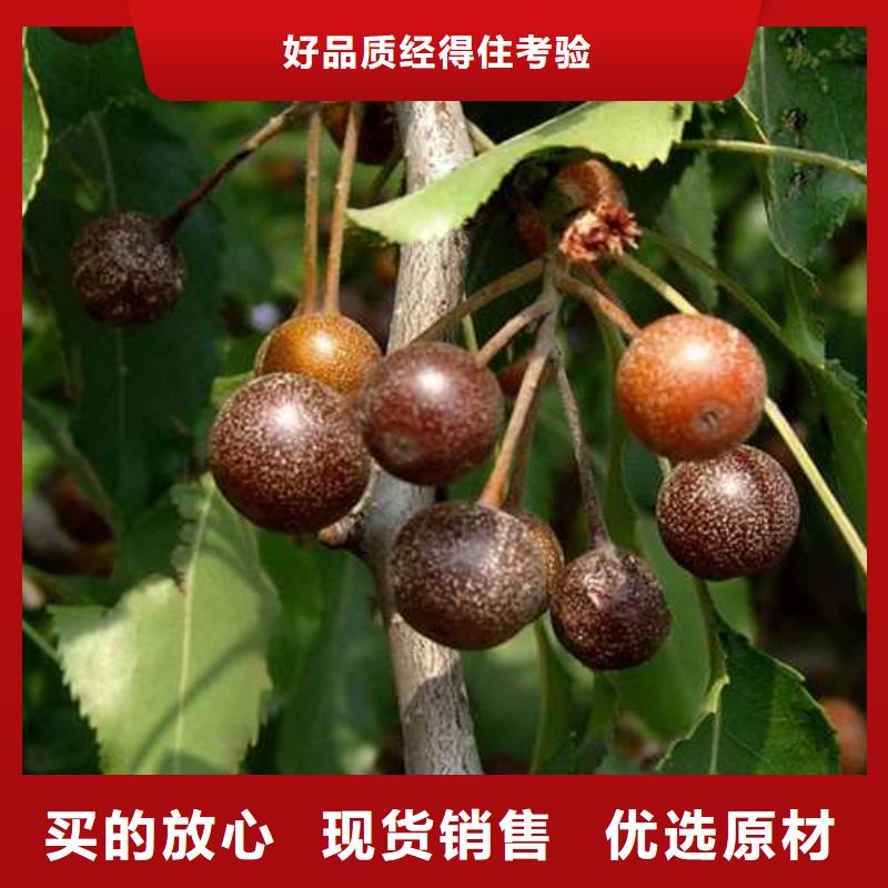 杜梨_毛桃苗高质量高信誉