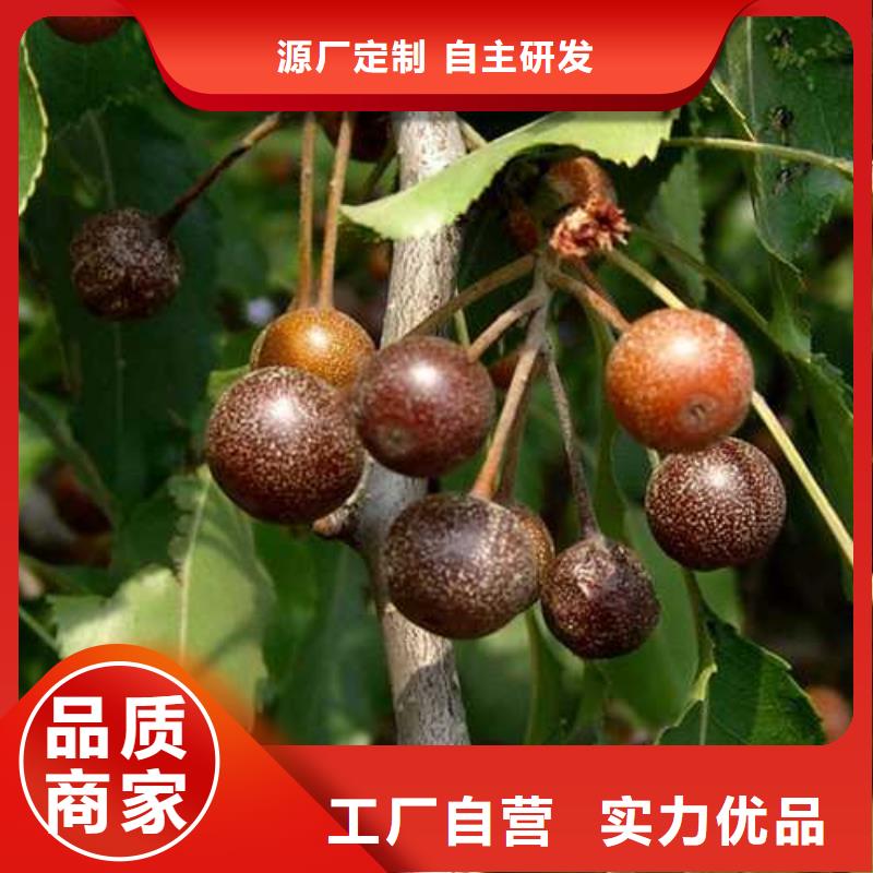 杜梨瑞蟠101桃樹(shù)苗一對(duì)一為您服務(wù)