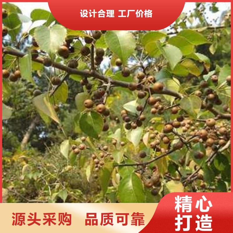 杜梨_玉露香梨树苗厂家直销值得选择