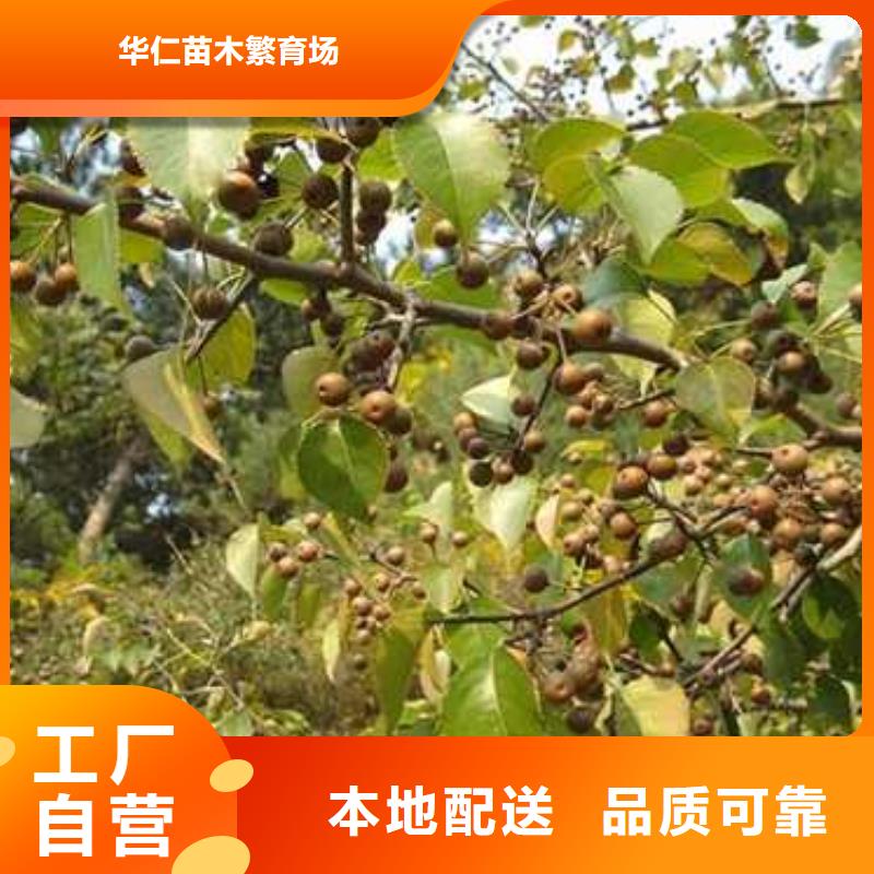 杜梨红香酥梨树苗选择我们没错
