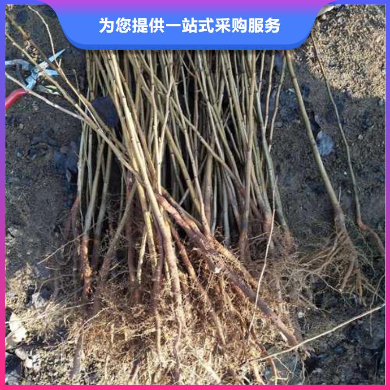 杜梨皇冠梨樹苗產(chǎn)品參數(shù)
