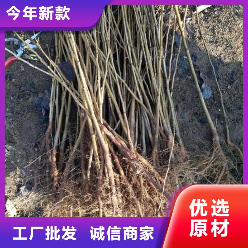杜梨_玉露香梨树苗厂家直销值得选择