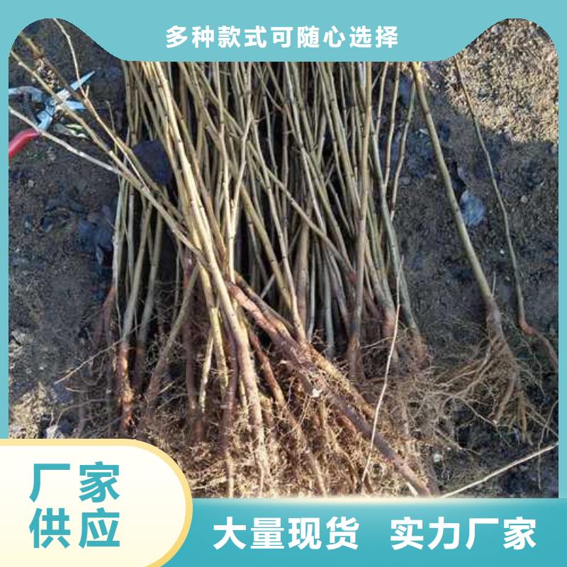 杜梨-奧紅一號(hào)梨苗把實(shí)惠留給您