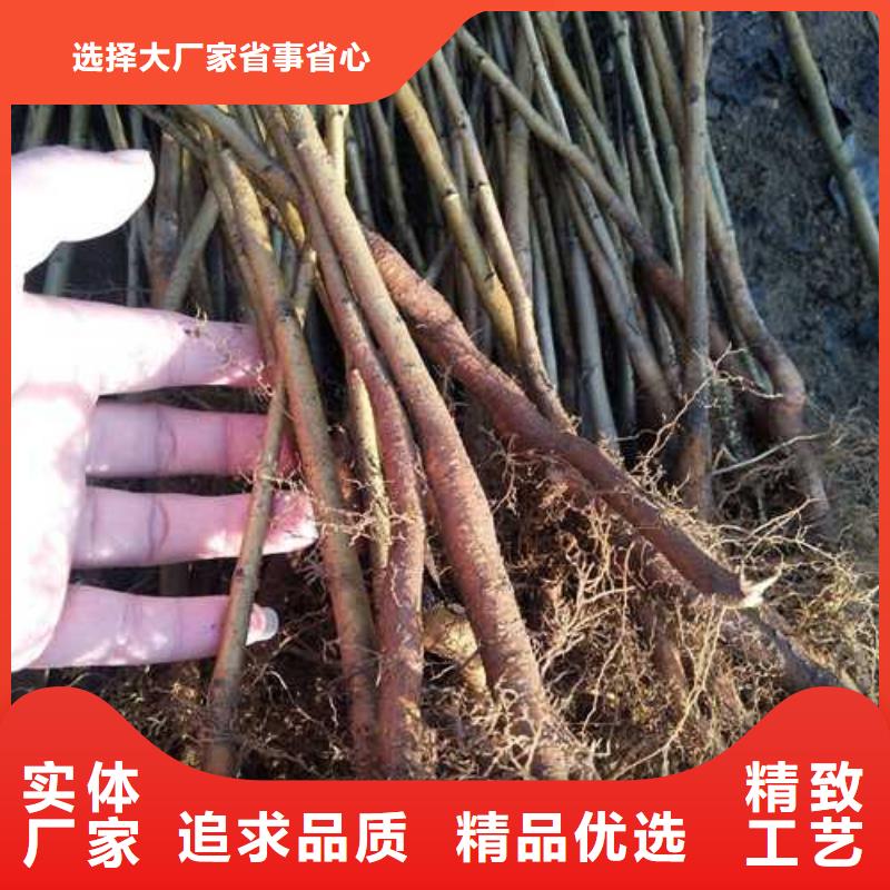 杜梨-秋月梨樹苗現(xiàn)貨直供