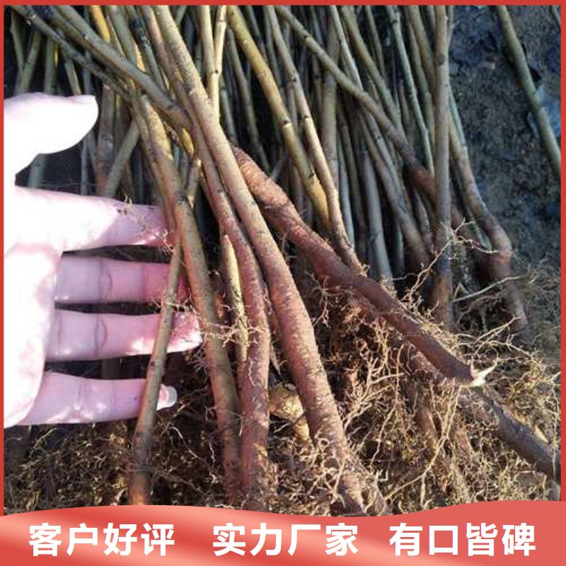 杜梨红香酥梨树苗选择我们没错