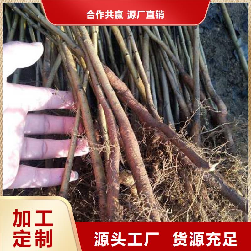 杜梨杜梨苗生產(chǎn)廠家