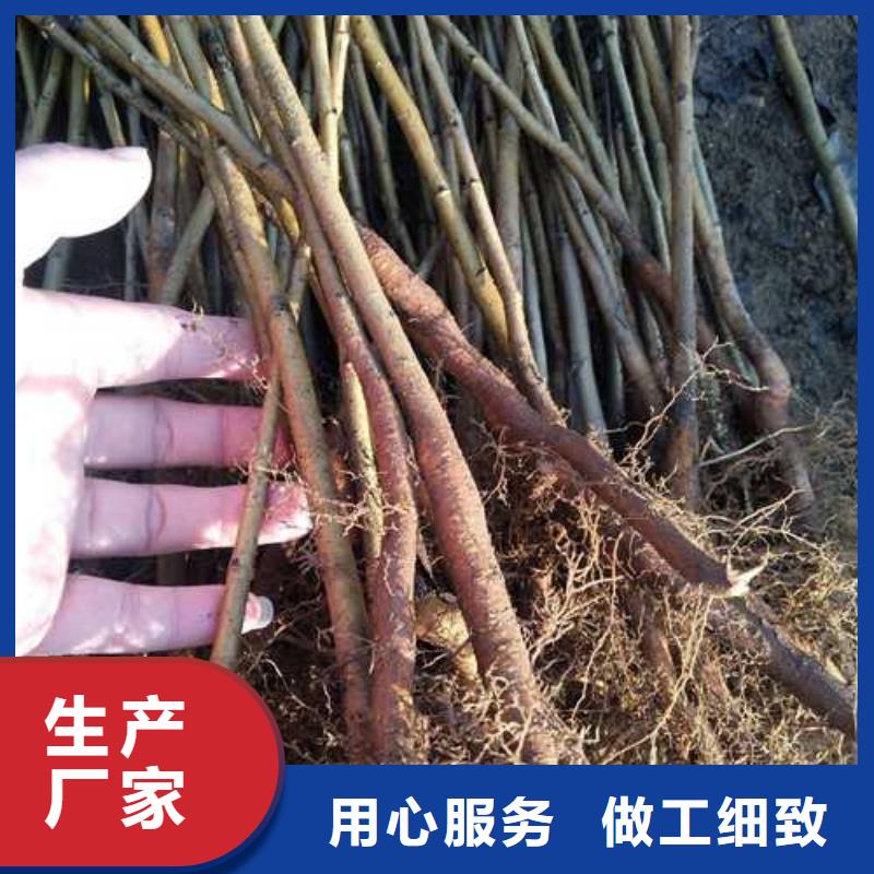 杜梨_毛桃苗厂家案例