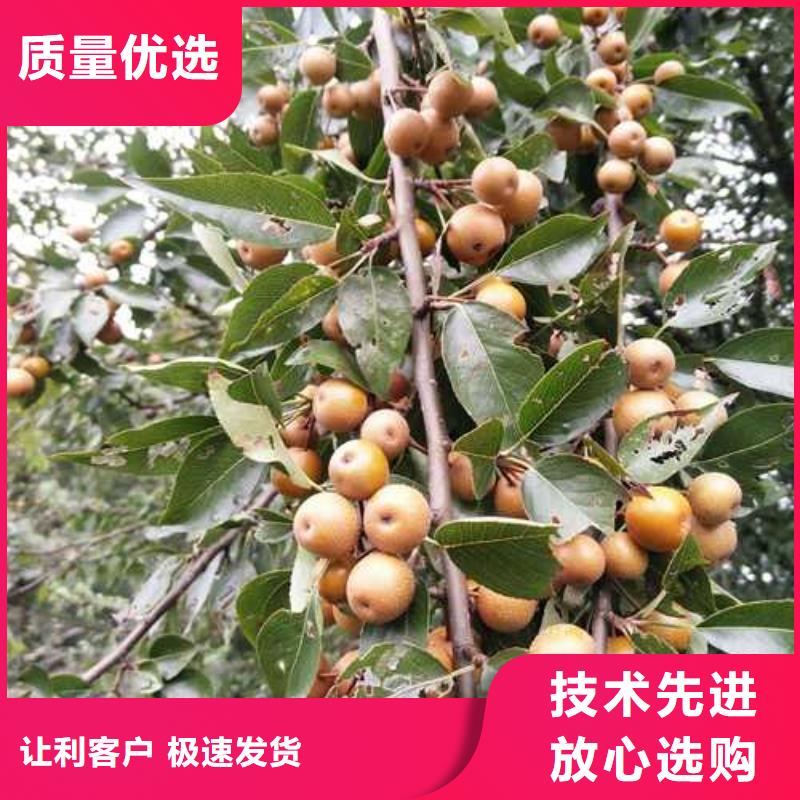 杜梨杜梨苗甄選好物