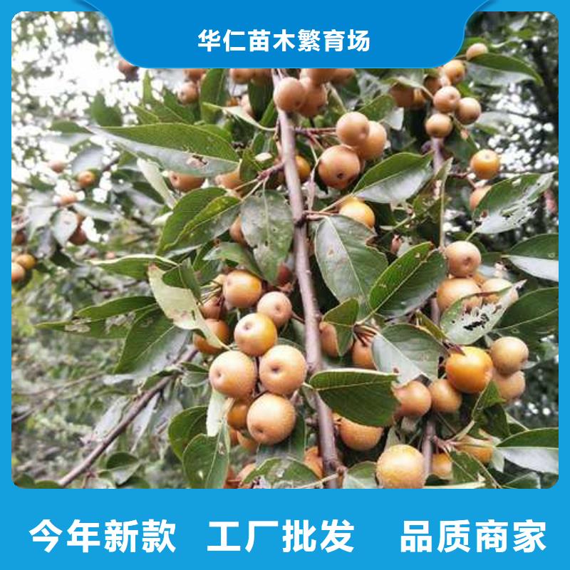 杜梨秋月梨樹苗嚴(yán)格把控質(zhì)量