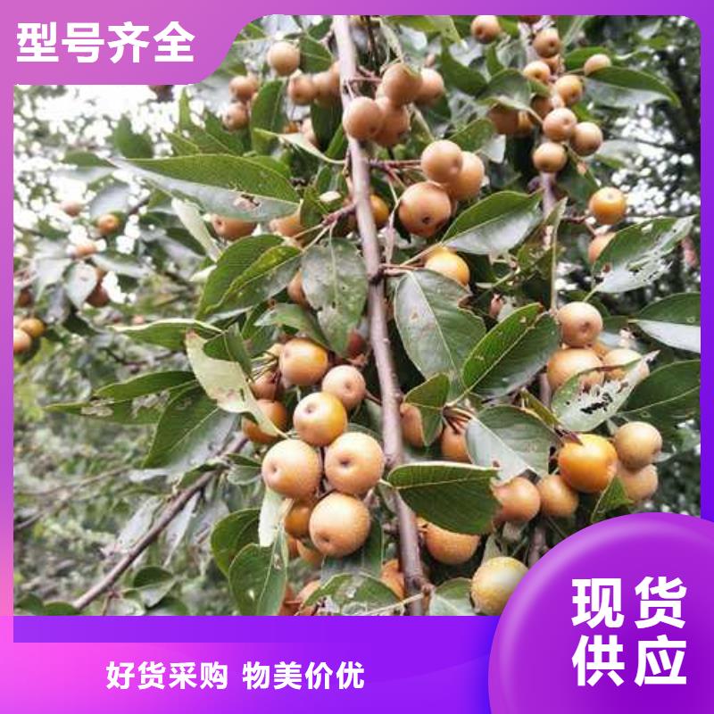 杜梨_玉露香梨树苗厂家直销值得选择