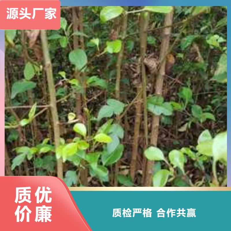 杜梨香酥梨樹(shù)苗值得信賴(lài)