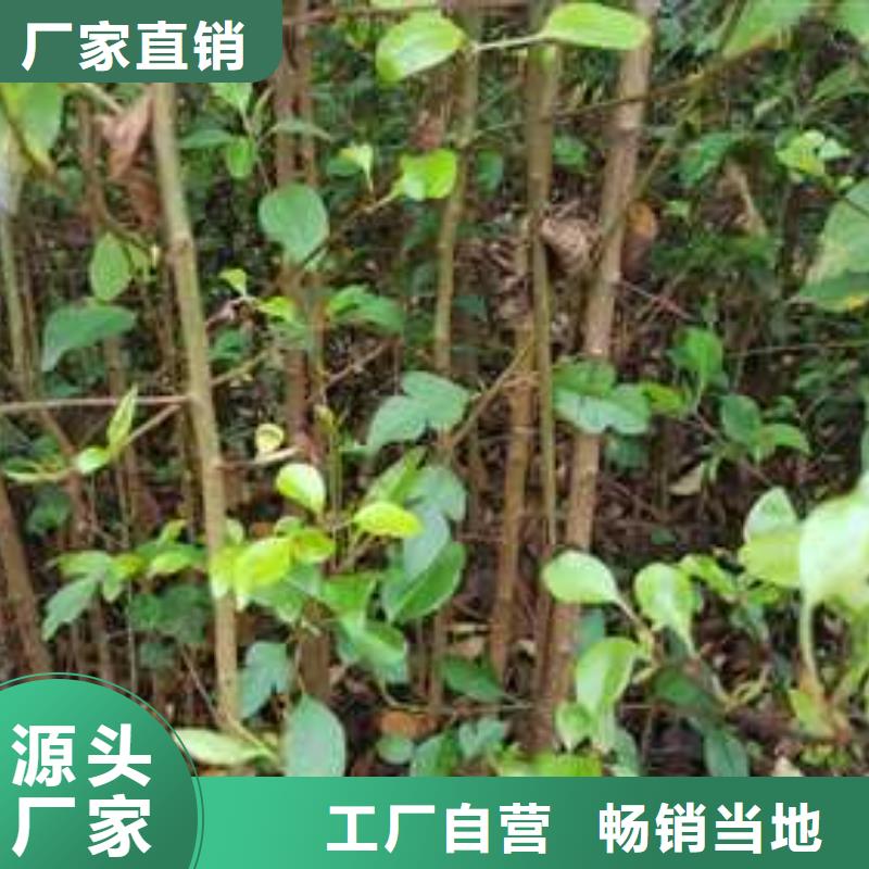 杜梨海棠苗質(zhì)量優(yōu)價(jià)格低