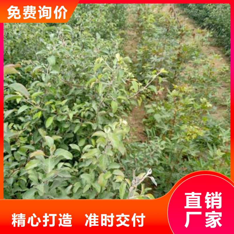 杜梨奧紅全紅梨樹苗誠信經(jīng)營質(zhì)量保證