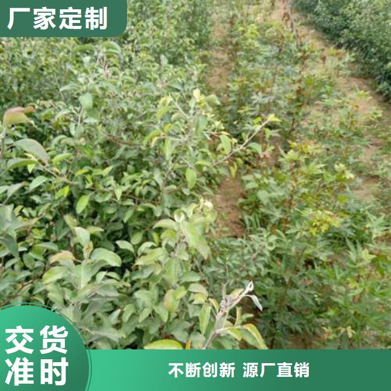 杜梨黄冠梨树苗现货充裕
