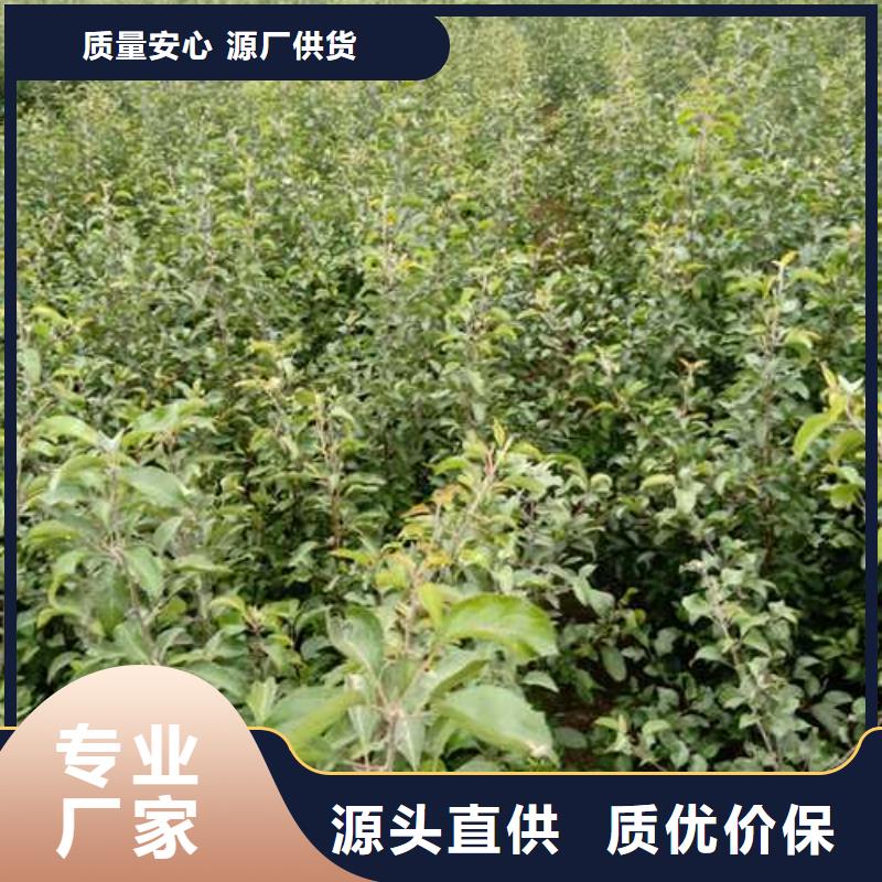 杜梨山桃苗放心得選擇