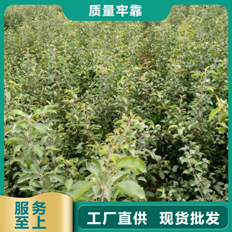 杜梨秋月梨樹苗好品質(zhì)經(jīng)得住考驗