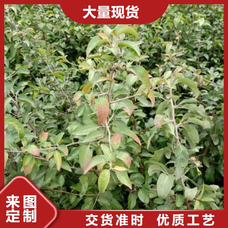 杜梨玉露香梨树苗严选好货