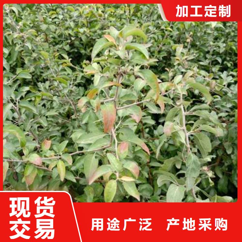 杜梨黃冠梨樹苗廠家品控嚴格