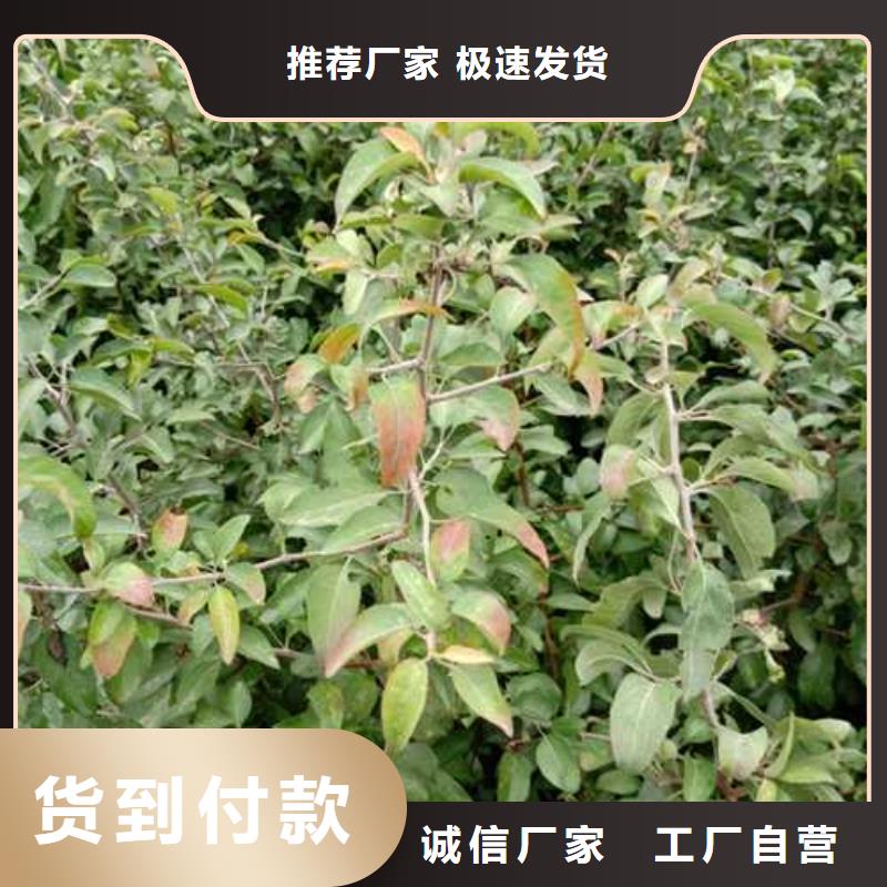 杜梨红香酥梨树苗选择我们没错