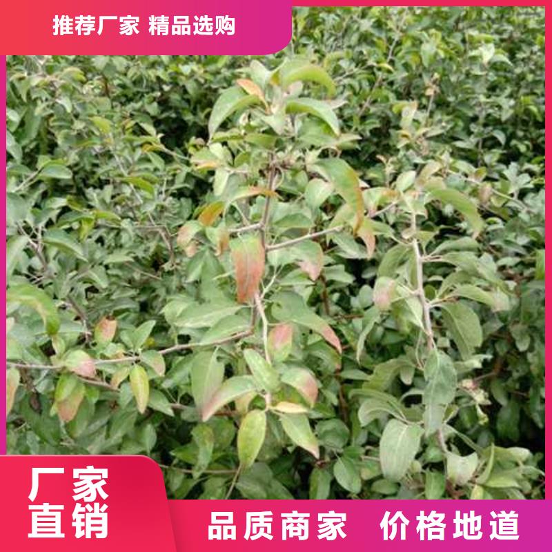 杜梨_海棠苗發(fā)貨及時