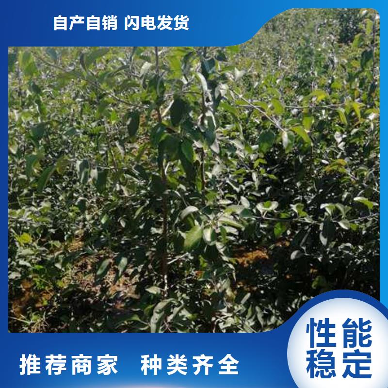杜梨杜梨苗的图文介绍