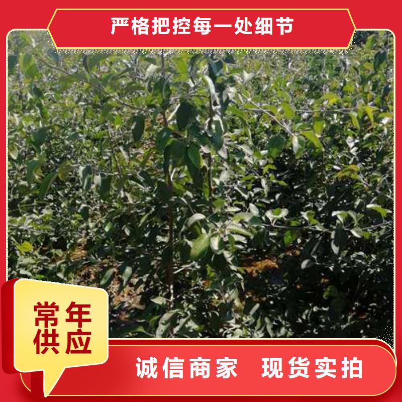 杜梨_毛桃苗厂家案例