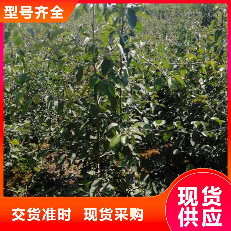 杜梨梨樹苗嚴(yán)選材質(zhì)