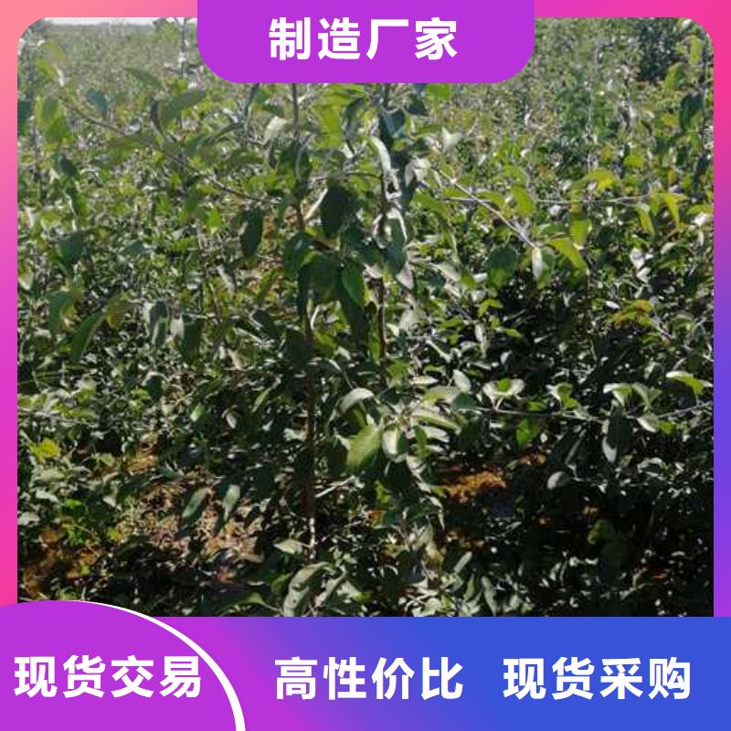 杜梨秋月梨树苗严格把控质量