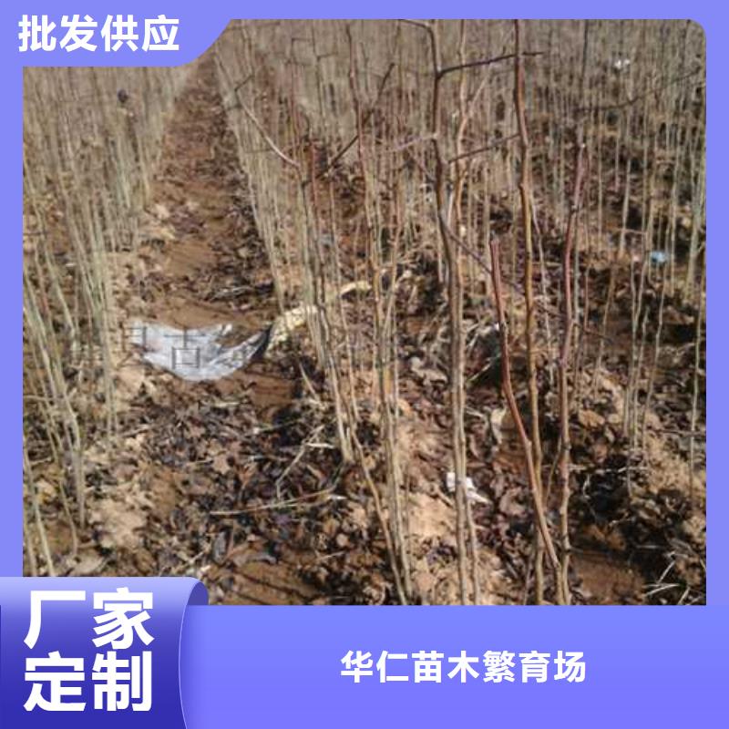 杜梨梨樹苗基地出貨及時(shí)