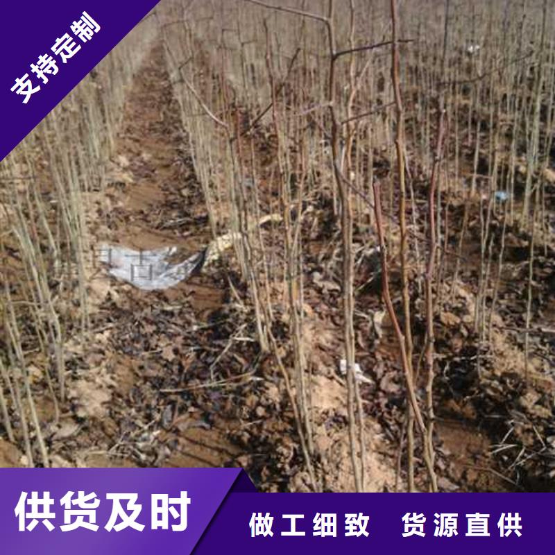 杜梨-黃冠梨樹苗訂制批發(fā)