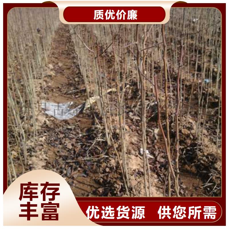 杜梨奥红一号梨苗低价货源
