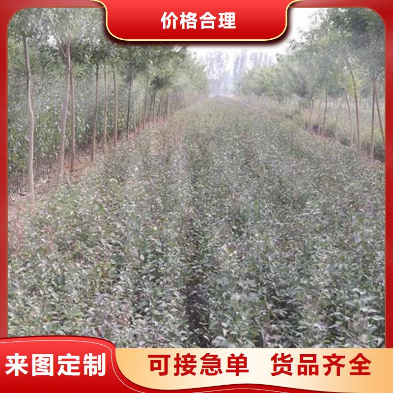 杜梨奥红一号梨苗低价货源