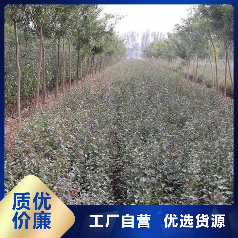 杜梨黃冠梨樹苗專注品質(zhì)