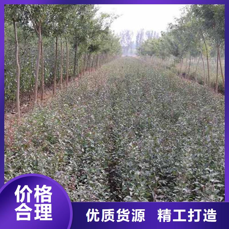 杜梨梨樹苗基地出貨及時(shí)