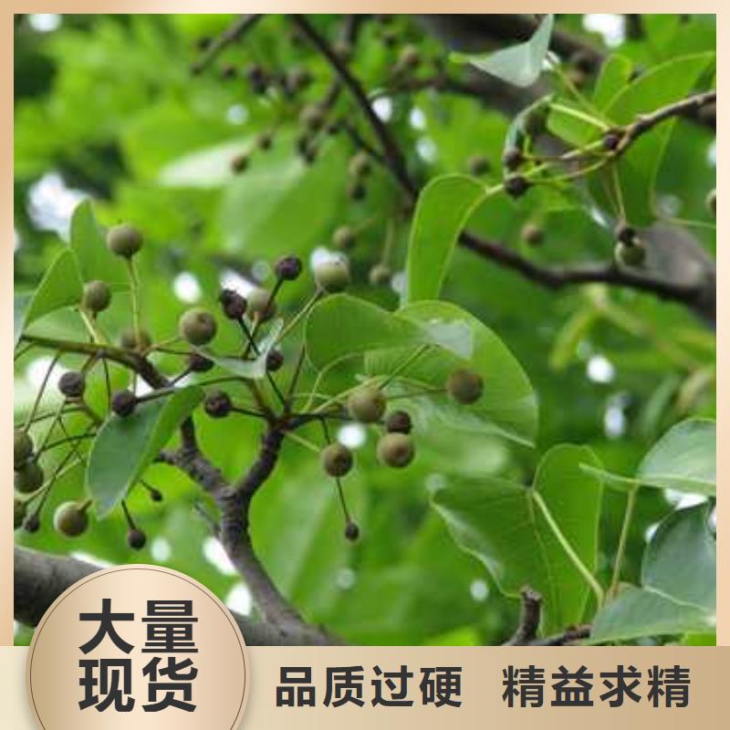 杜梨_毛桃苗厂家案例