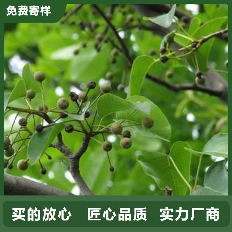 杜梨香酥梨树苗专业品质