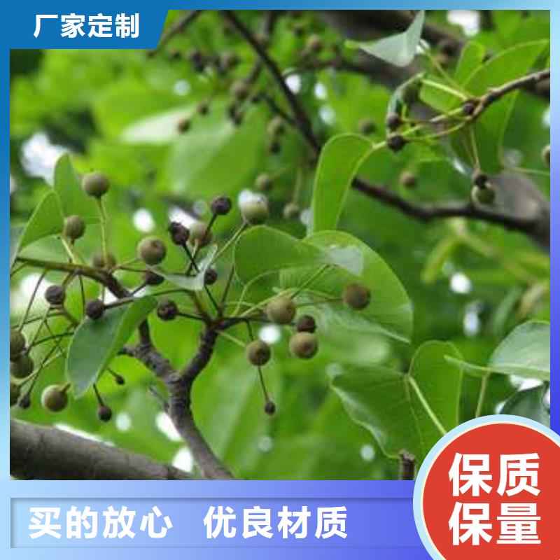 杜梨黃冠梨樹苗專注品質(zhì)