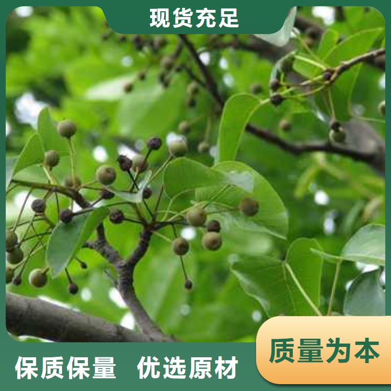 杜梨梨樹苗基地出貨及時(shí)