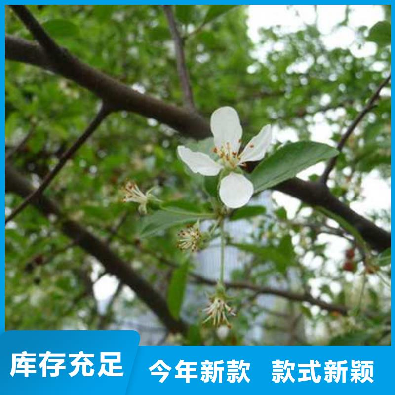 杜梨梨樹苗基地出貨及時(shí)