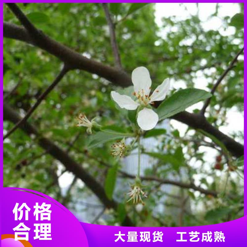 杜梨奥红一号梨苗低价货源