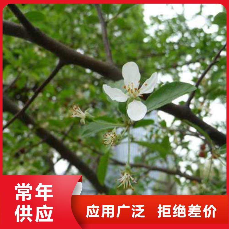 杜梨,秋月梨树苗大量现货