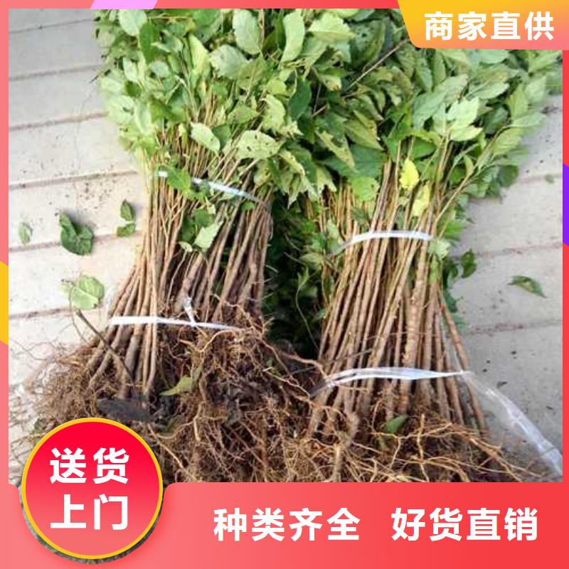 杜梨梨樹苗嚴(yán)選材質(zhì)