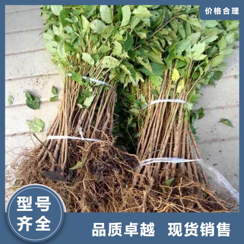 杜梨梨樹苗嚴選材質(zhì)