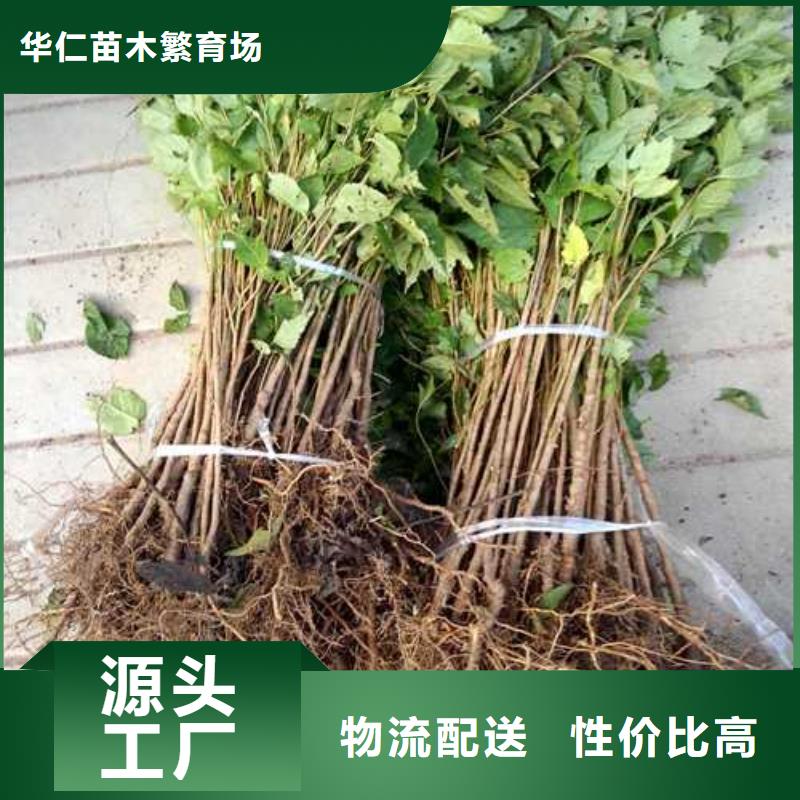 杜梨梨樹苗基地出貨及時(shí)