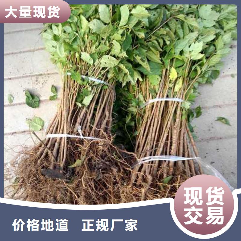 杜梨梨樹苗嚴(yán)選材質(zhì)