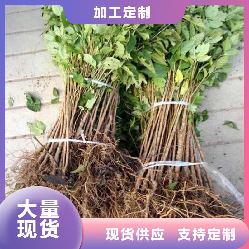 杜梨,奧紅一號梨苗性價比高