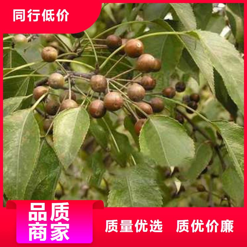杜梨苗一顆多少錢