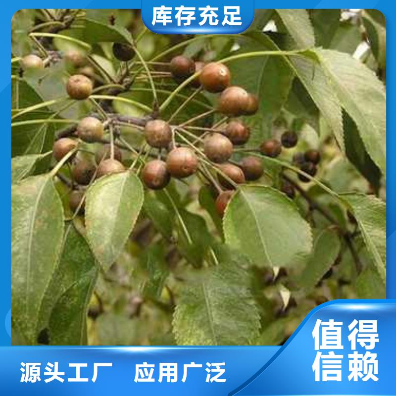 杜梨,奧紅一號梨苗性價比高