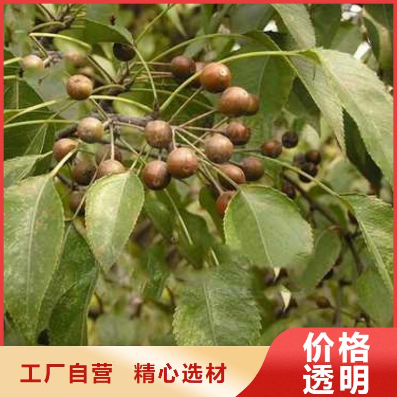 杜梨梨樹苗嚴選材質(zhì)